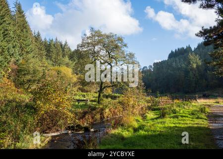 Tranquillo paesaggio boschivo con un torrente tortuoso sotto un cielo azzurro. Entwistle Reservoir Woodland Lancashire Regno Unito. Foto Stock