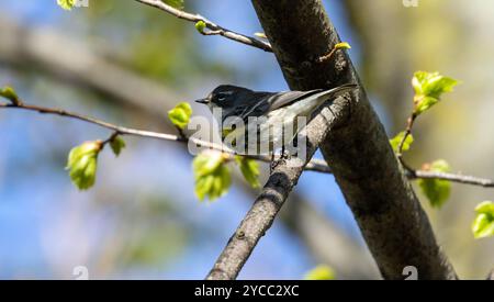Primo piano di una parula dalle rughe gialle appollaiata su un ramo frondoso durante la migrazione primaverile, Ontario, Canada Foto Stock