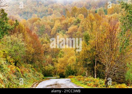 La strada LE-4211 attraversa foreste decidue attraverso la regione di Los Ancares. La contea di Los Ancares si trova nella regione di El Bierzo all'interno del Foto Stock