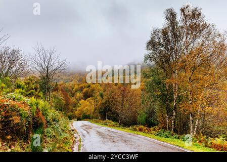 La strada LE-4211 attraversa foreste decidue attraverso la regione di Los Ancares. La contea di Los Ancares si trova nella regione di El Bierzo all'interno del Foto Stock