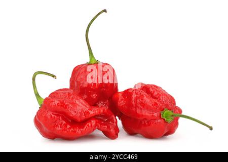 Il peperoncino fantasma, il bhut jolokia, isolato su sfondo bianco, peperoncino molto caldo su sfondo bianco Foto Stock