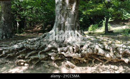 radici ricci di un vecchio albero sulla superficie del terreno, bel sistema di radici di un antico albero con un tronco spesso, la parte inferiore di un albero in un parco Foto Stock