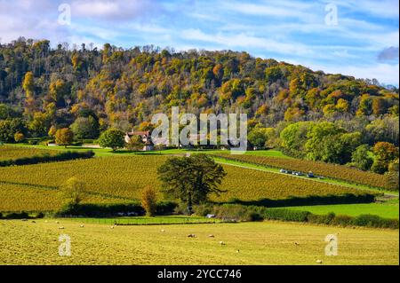 Ammira i pascoli e i campi di viti fino alla fattoria Coldharbour e la collina boscosa fino alle South Downs nei colori autunnali. West Sussex, Inghilterra. Foto Stock