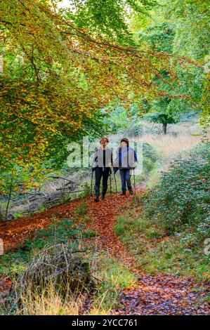Due donne percorrono un sentiero coperto di foglie morte sotto tettoie in autunno sulle South Downs nella zona di Bignor, nel West Sussex, in Inghilterra. Foto Stock