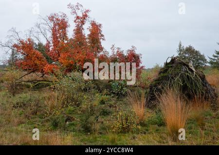 Quercia rossa del Nord caduta nei colori autunnali sulla brughiera Foto Stock