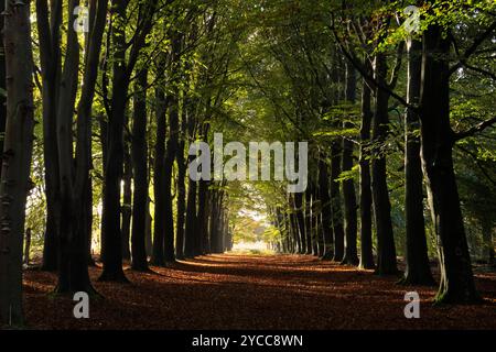 Percorso lungo e rettilineo attraverso una foresta di faggi, alberi dai colori autunnali Foto Stock