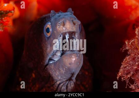 Mediterranean Moray, Muraena helena, Costa Brava, Catalogna, Spagna Foto Stock
