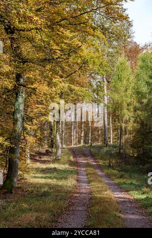 Un sereno e tranquillo sentiero sterrato si snoda attraverso un vivace e colorato paesaggio della foresta autunnale pieno di bellezza Foto Stock