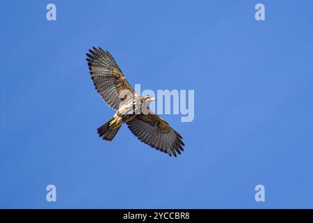 Il falco di Harris (Parabuteo unicinctus) in volo contro il cielo blu, Buenos Aires, Argentina Foto Stock