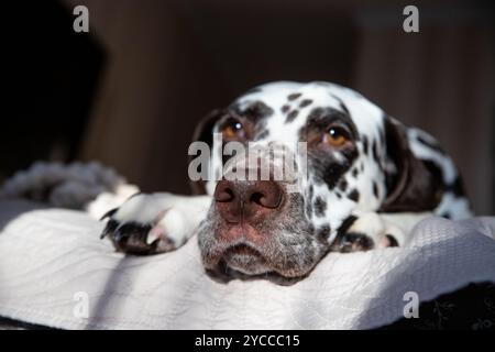 Cane dalmata disteso sulla schiena con le zampe in alto desiderando un pancino. Il cane dorme e sbadiglia tra i cuscini Foto Stock