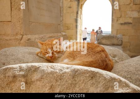 Senzatetto randagio gatto arancio che dorme in località turistica a la Valletta, Malta Foto Stock