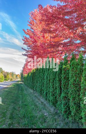 Una fila di aceri rossi brillanti in autunno si erge dietro una fila di pini verdi altrettanto colorati su una strada di campagna. I concetti potrebbero includere nat Foto Stock