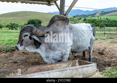 Bull girolando in pascolo in un'azienda agricola nella campagna di Minas Gerais, Brasile Foto Stock