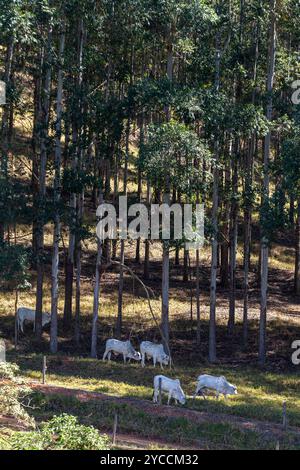 Nelore nel pascolo tra gli alberi di eucalipto in una fattoria nell'interno dello stato di Minas Gerais, Brasile. Bovini da ingrasso. Agricoltura. Foto Stock