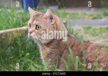 Gatto rosso tra l'erba che cammina all'aria aperta Foto Stock