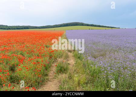 Un incontro tra un campo di papaveri rossi che fioriscono in estate e fiori viola di phacelia lacy Foto Stock