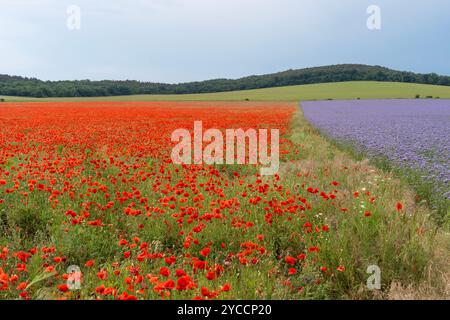 Un incontro tra un campo di papaveri rossi che fioriscono in estate e fiori viola di phacelia lacy Foto Stock