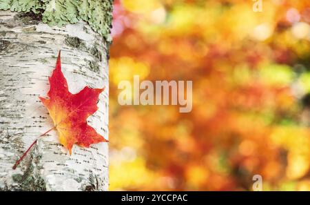 Foglie d'acero autunnali colorate e luminose contro la corteccia di betulla. Sfondo bokeh fogliame autunnale. Foto Stock