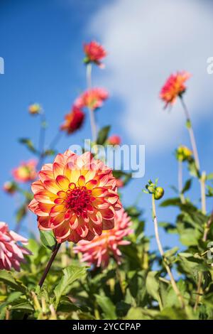Splendidi fiori rossi e gialli di Dahlia che fioriscono nella aiuola del giardino. Sfondo blu del cielo. Foto Stock