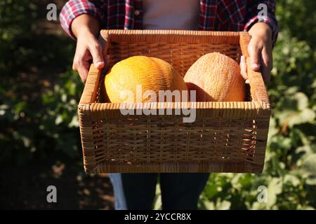 Donna che tiene in mano una cassa di vimini con meloni maturi nel campo nelle giornate di sole, primo piano Foto Stock