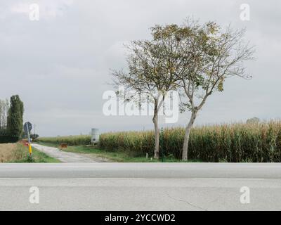 Paesaggio agricolo nella Pianura Padana vicino alla città di Cuneo, nel Piemonte sud-occidentale Foto Stock