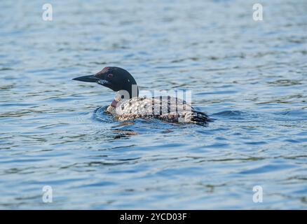 Loon nuota in un lago Wilderness nell'EEast Bearskin Lake nelle acque del confine del Minnesota Foto Stock