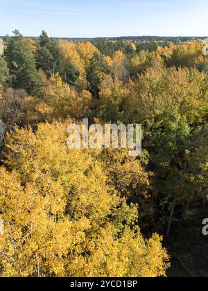 Vista aerea delle cime degli alberi di aspen con foglie gialle e lussureggiante fogliame autunnale nelle giornate di sole autunnali Foto Stock