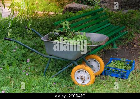 Mucchio di rami tagliati. Potare il carretto di bushesin di rose nel giardino di campagna. Giardinaggio e architettura paesaggistica. Giornata di sole. Foto Stock