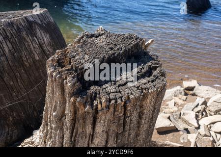 Vecchio ceppo di albero tagliato con motosega con acqua sullo sfondo. Foto Stock