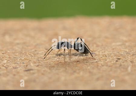 Un ragno che imita le formiche (Myrmarachne sp), noto anche come ragno che salta simile a formiche Foto Stock