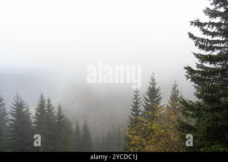 Il paesaggio montano della foresta di Foggy con fitti alberi sempreverdi e foglie autunnali che sbiadono nella nebbia. Natura selvaggia, esplorazione della natura e serene attività all'aperto Foto Stock