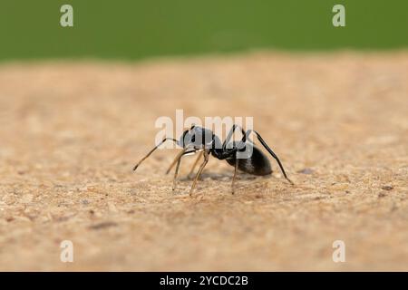 Un ragno che imita le formiche (Myrmarachne sp), noto anche come ragno che salta simile a formiche Foto Stock