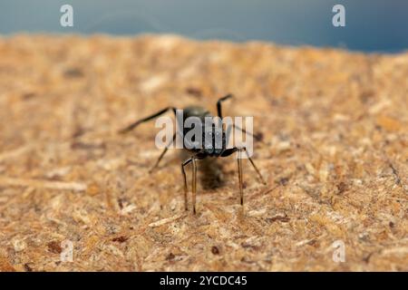 Un ragno che imita le formiche (Myrmarachne sp), noto anche come ragno che salta simile a formiche Foto Stock