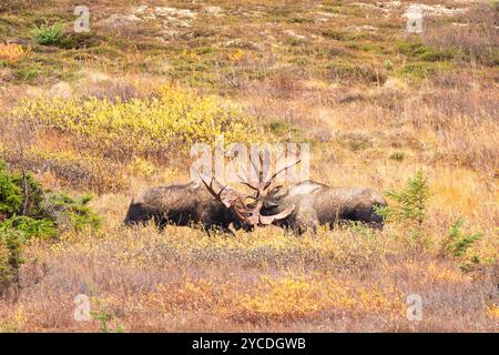 Gli alci toro combattono per il dominio durante il rut nell'Alaska centro-meridionale. Foto Stock