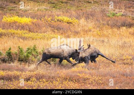 Gli alci toro combattono per il dominio durante il rut nell'Alaska centro-meridionale. Foto Stock