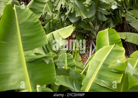 Un mucchio di banane Madeira nella piantagione di banane. Isola di Madeira, Portogallo. Foto Stock