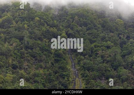 Foresta pluviale tropicale con piccole cascate nella nebbia mattutina. Isola di Madeira, Portogallo Foto Stock