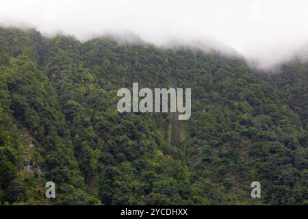 Foresta pluviale tropicale con piccole cascate nella nebbia mattutina. Isola di Madeira, Portogallo Foto Stock