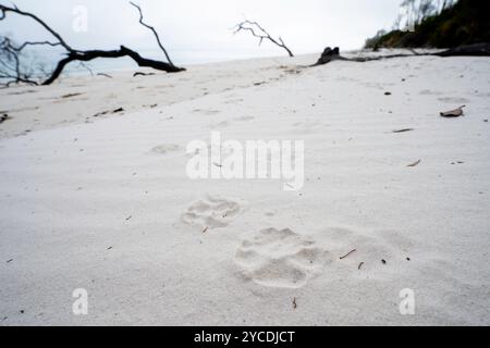Impronte di Dingo in sabbia bianca a Moon Point, Fraser Island, Kgari, Hervey Bay, Queensland Australia Foto Stock