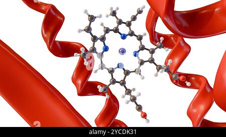 rendering 3d della struttura delle molecole e delle proteine di eme su sfondo bianco Foto Stock