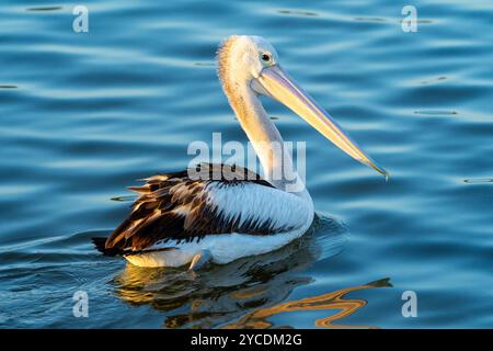 Il pellicano australiano (Pelecanus conspicillatus) nuota su acque lisce, Tin CAN Bay, Queensland, Australia Foto Stock