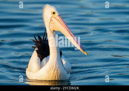 Il pellicano australiano (Pelecanus conspicillatus) nuota su acque lisce, Tin CAN Bay, Queensland, Australia Foto Stock