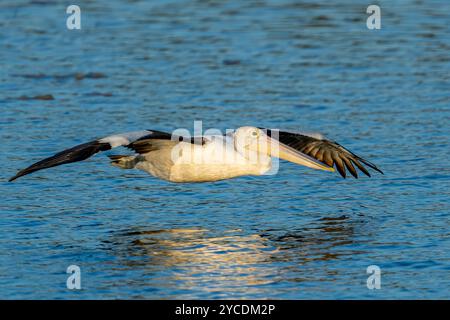 Il pellicano australiano (Pelecanus conspicillatus) scivola sull'acqua liscia. Tin CAN Bay Queensland, Australia Foto Stock