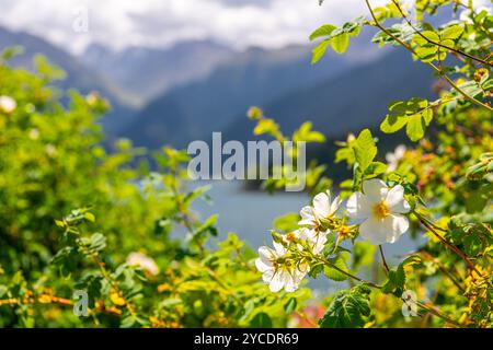 Lago Tianshan Heavenly (Tianshan Tianchi) ai piedi del Monte Bogda dietro i fiori in fiore. Presa a Urumqi, Xinjiang, Cina. Foto Stock