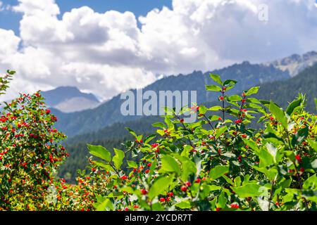 Amur caprifoglio e monti Tianshan sullo sfondo intorno a Tianchi o lago celeste nello Xinjiang, Cina Foto Stock