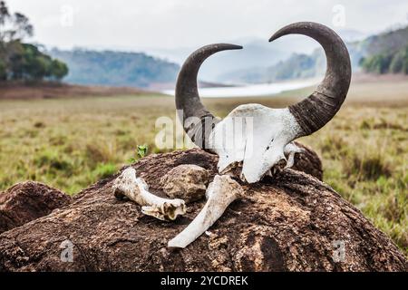 Cranio di bisonte indiano Gaur con corna e ossa Foto Stock