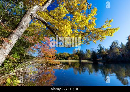 Colori autunnali vivaci sul lago Straus - Brevard, North Carolina, Stati Uniti Foto Stock