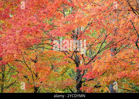 WA25791-00...WASHINGTON - Acero dai colori autunnali al Gene Coulon Memorial Park di Renton. Foto Stock