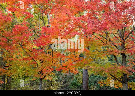 WA25791-00...WASHINGTON - Acero dai colori autunnali al Gene Coulon Memorial Park di Renton. Foto Stock