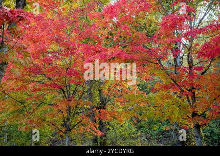 WA25793-00...WASHINGTON - Acero dai colori autunnali al Gene Coulon Memorial Park di Renton. Foto Stock